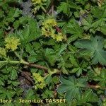 Alchemilla colorata 花