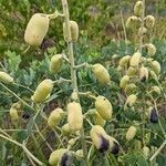 Baptisia alba Frukto