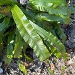 Asplenium scolopendrium পাতা