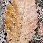 Quercus michauxii Leaf