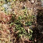 Sedum hirsutum عادت