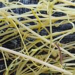 Cuscuta campestris Bark
