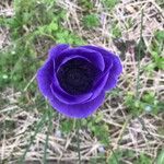 Anemone coronariaBloem