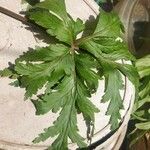 Geranium maderenseLeaf