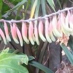 Gasteria disticha Flower