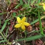 Hypericum humifusum Flor