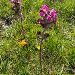 Pedicularis cenisia Habit