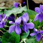 Viola hirta অভ্যাস