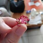 Valeriana angustifolia Çiçek
