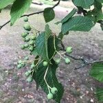 Sorbus alnifolia Vrucht