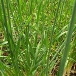 Allium nutans Leaf