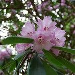 Rhododendron × geraldii Flower