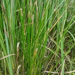 Eleocharis palustris عادت داشتن