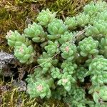 Sedum hirsutum Likasa