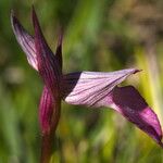 Serapias lingua Flor