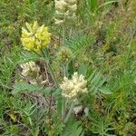 Oxytropis pilosa List