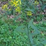 Senecio ovatus Elinympäristö