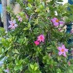 Mandevilla sanderi 花