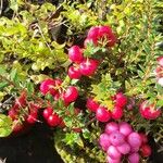 Gaultheria mucronata Fruit