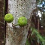 Ficus lateriflora Fruct