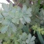 Acacia baileyana Blatt