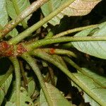 Saurauia montana Fruit