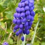 Muscari armeniacumപുഷ്പം