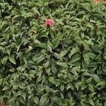 Justicia carnea অভ্যাস