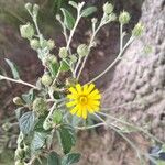 Hieracium laevigatum 花