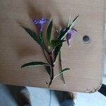 Ruellia simplexBlomst