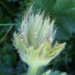 Geum montanum Frutto