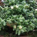 Delosperma echinatum 葉