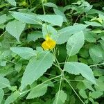 Impatiens pallida Floare