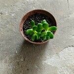 Sedum oreganum Leaf