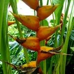 Heliconia bihai Blad