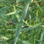 Baccharis spicata Hoja