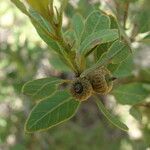 Quercus vacciniifolia Frutto