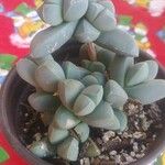 Gibbaeum petrense Hostoa