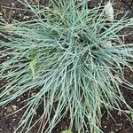 Festuca glauca Feuille