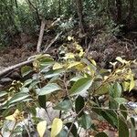 Cryptocarya transversa Hábito