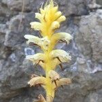 Orobanche flava Flor