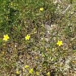 Linum maritimum Yaprak