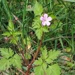 Geranium robertianum Žiedas