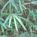 Phyllostachys sulphurea Leaf