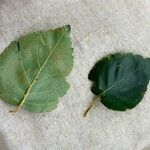 Betula utilis Leaf