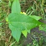 Helianthus decapetalusHoja