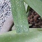 Agave sisalana Leaf