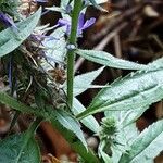 Veronica spicata Kôra