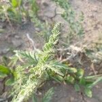 Geranium tuberosum Leaf