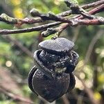 Pittosporum tenuifolium Fruit